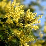 Arbres - Mimosa d'Hiver - Vitalité - image